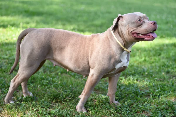 Strong American Bully Dog Parg — Stock Photo, Image