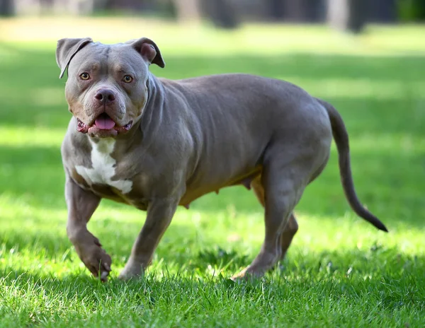 Strong American Bully Dog Parg Stock Image