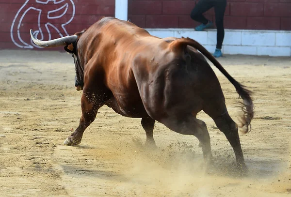 Een Grote Stier Met Grote Hoorns Een Traditioneel Stierengevecht — Stockfoto