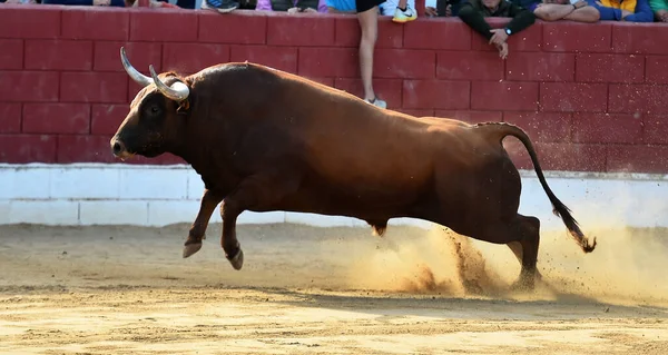 Big Bull Big Horns Traditional Spectacle Bullfight — Stock Photo, Image