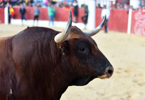 Toro Grande Con Cuernos Grandes Espectáculo Tradicional Corridas Toros —  Fotos de Stock
