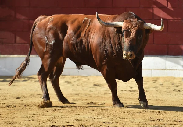 Big Bull Big Horns Traditional Spectacle Bullfight — Stock Photo, Image