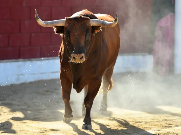 Ein Starker Spanischer Stier Mit Großen Hörnern Bei Einem Traditionellen — Stockfoto