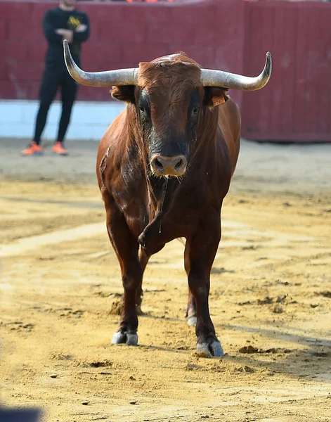 スペインの闘牛の伝統的な光景に大きな角を持つ強いスペインの雄牛 — ストック写真