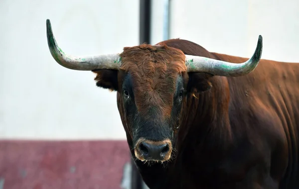 Fuerte Toro Español Con Cuernos Grandes Tradicional Espectáculo Corridas Toros — Foto de Stock
