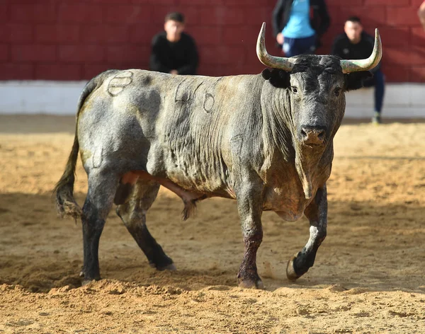Fuerte Toro Español Con Cuernos Grandes Tradicional Espectáculo Corridas Toros —  Fotos de Stock
