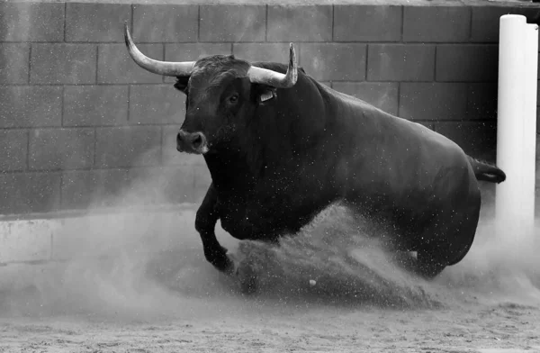 Starker Stier Mit Großen Hörnern Beim Spanischen Stierkampf Spektakel — Stockfoto