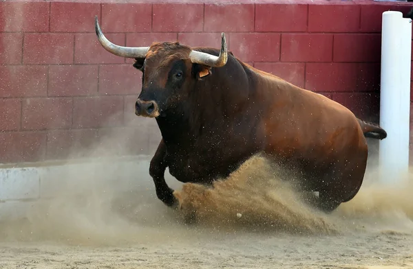 强壮的公牛 长着大的角 在西班牙的斗牛场面中 — 图库照片