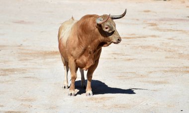 İspanyol boğa ringinde büyük boynuzları olan boğa dövüşü.