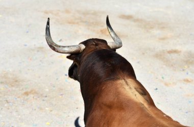 İspanyol boğa ringinde büyük boynuzları olan boğa dövüşü.