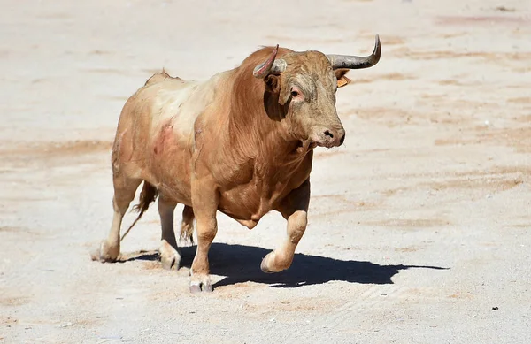 Toro Fuerte Con Cuernos Grandes Tradicional Espectáculo Corridas Toros España — Foto de Stock