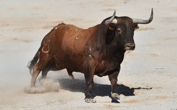 Toro Fuerte Con Cuernos Grandes Tradicional Espectáculo Corridas Toros España —  Fotos de Stock