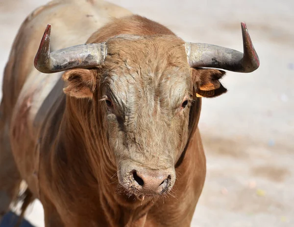 Starker Stier Mit Großen Hörnern Bei Traditionellem Stierkampf Spanien — Stockfoto