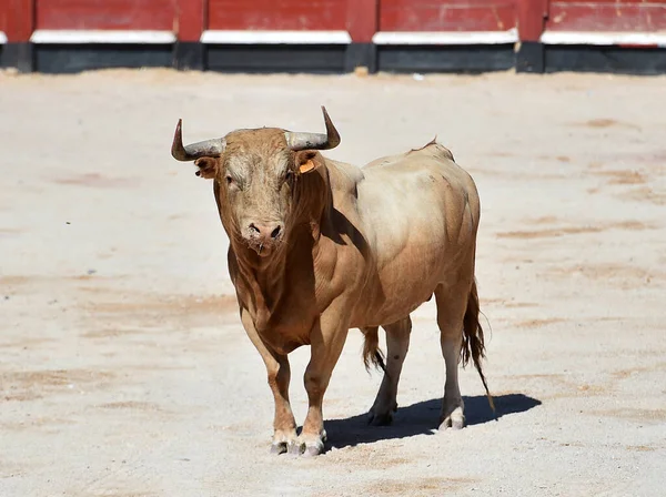 Combattimenti Toro Con Grandi Corna Nel Bullring Spagnolo Uno Spettacolo — Foto Stock
