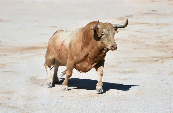 Bojující Býk Velkými Rohy Španělském Býčí Zápase Tradiční Podívanou Býčí — Stock fotografie