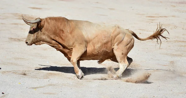 闘牛の伝統的な光景にスペインの闘牛場の大きな角で闘牛 — ストック写真