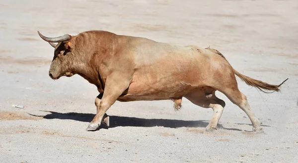 闘牛の伝統的な光景にスペインの闘牛場の大きな角で闘牛 — ストック写真