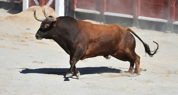 Toro Peleador Con Cuernos Grandes Plaza Toros Española Espectáculo Tradicional —  Fotos de Stock