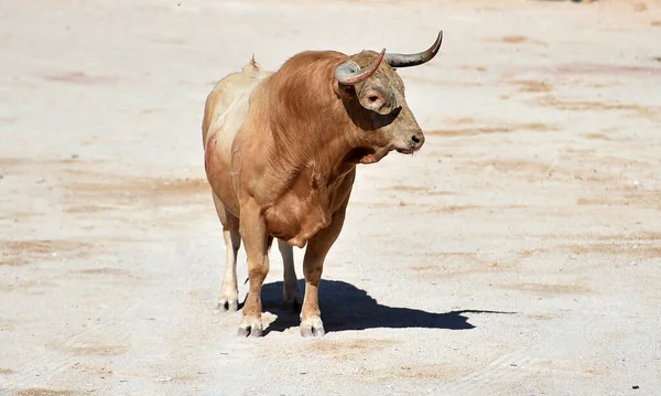 Spanyol Boğa Ringinde Büyük Boynuzları Olan Boğa Dövüşü — Stok fotoğraf