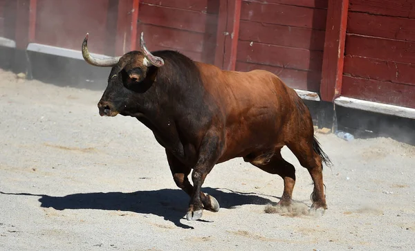 Combattere Toro Con Grandi Corna Bullring Spagnolo — Foto Stock