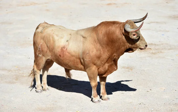 Toro Combate Con Cuernos Grandes Plaza Toros Española — Foto de Stock