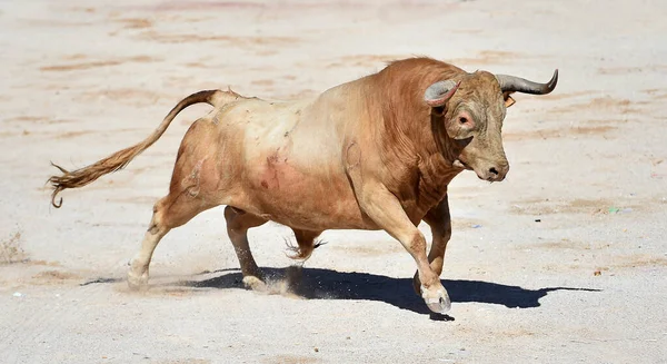 Kampfstier Mit Großen Hörnern Der Spanischen Stierkampfarena — Stockfoto