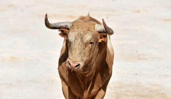 Harci Bika Nagy Szarvú Spanyol Bullring — Stock Fotó