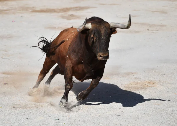 Spanyol Boğa Ringinde Büyük Boynuzları Olan Boğa Dövüşü — Stok fotoğraf