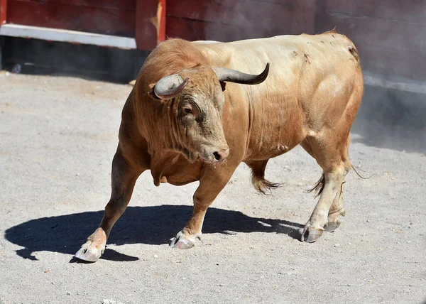 Toro Combate Con Cuernos Grandes Plaza Toros Española — Foto de Stock