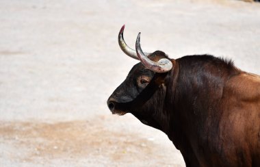 İspanyol boğa ringinde büyük boynuzları olan boğa dövüşü.