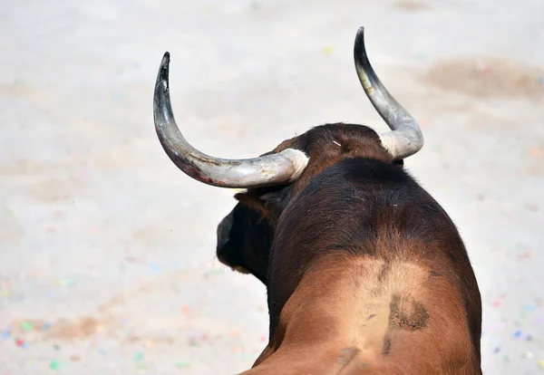 Fighting Bull Big Horns Spanish Bullring — Stock Photo, Image