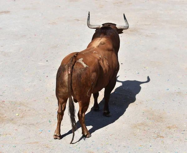 Harci Bika Nagy Szarvú Spanyol Bullring — Stock Fotó