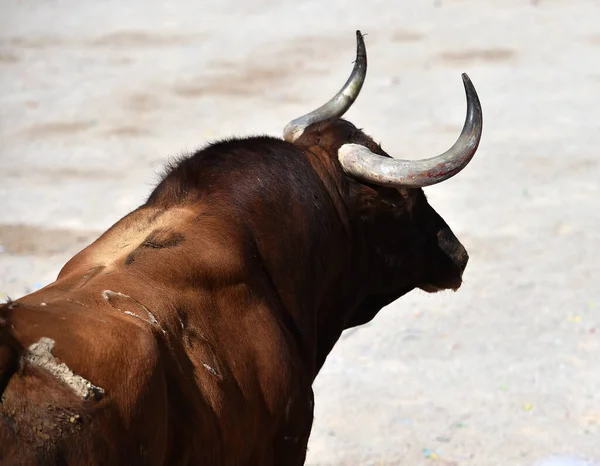 Toro Combate Con Cuernos Grandes Plaza Toros Española —  Fotos de Stock