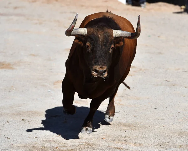 在西班牙斗牛场上与大角斗牛 — 图库照片