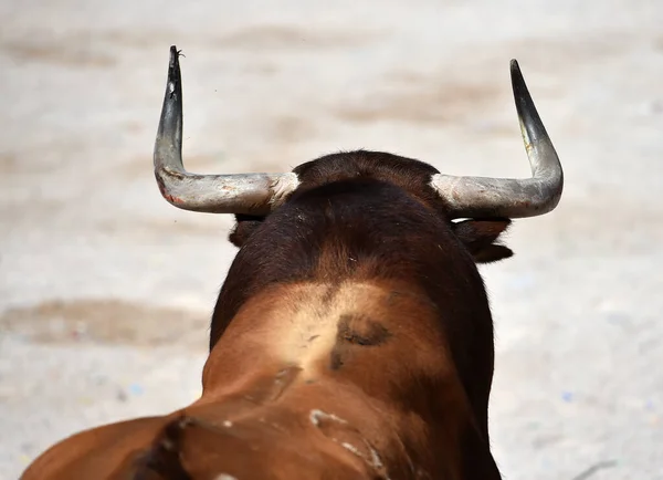 Toro Combate Con Cuernos Grandes Plaza Toros Española —  Fotos de Stock