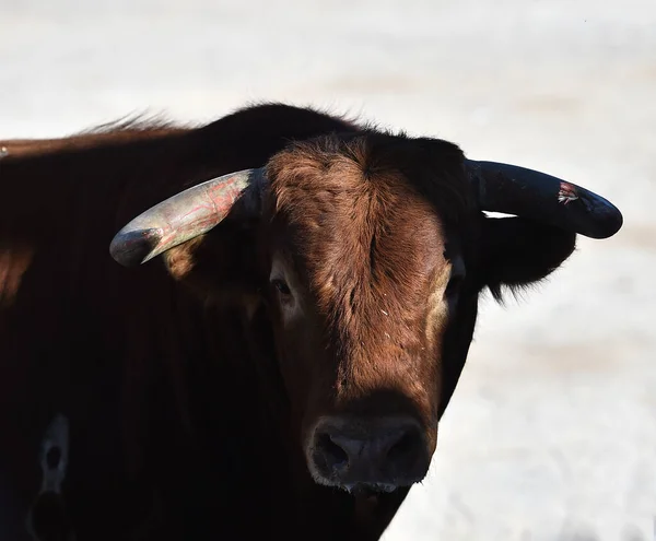 Schwerer Stier Mit Großen Hörnern Läuft Der Spanischen Stierkampfarena — Stockfoto