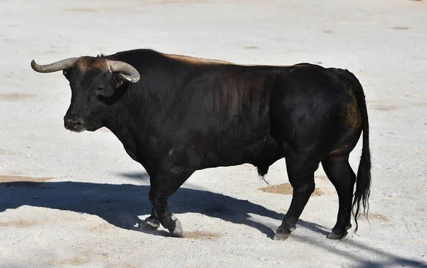 Spanyol Boğa Ringinde Büyük Boynuzları Olan Gerçek Bir Boğa — Stok fotoğraf