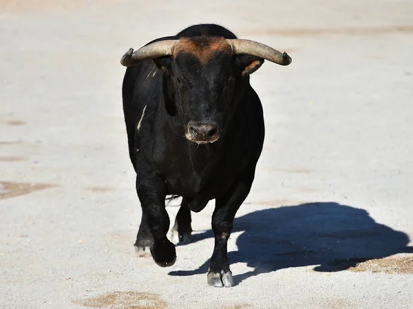 Spanyol Boğa Ringinde Büyük Boynuzları Olan Gerçek Bir Boğa — Stok fotoğraf
