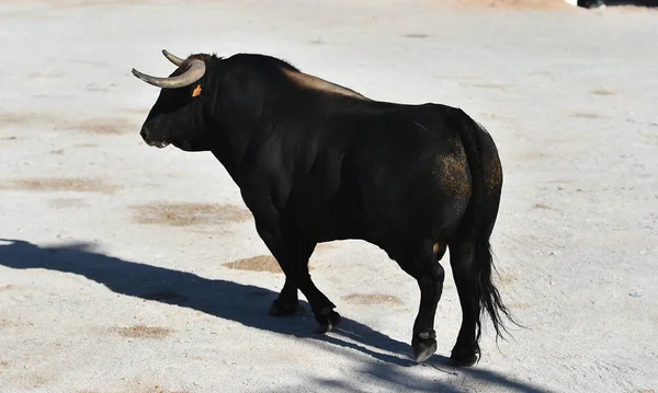 Komoly Bika Nagy Szarvú Fut Spanyol Bullring — Stock Fotó