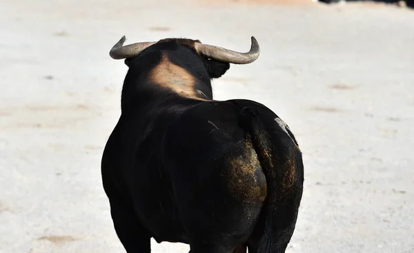 Spanischer Stier Mit Großen Hörnern Spanien — Stockfoto