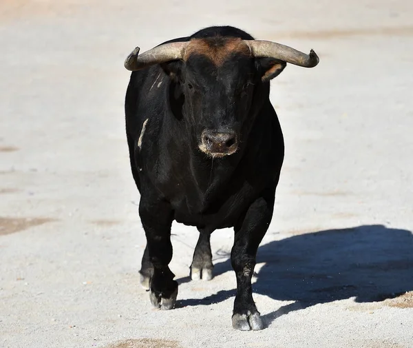 Spanish Bull Big Horns Spain — Stock Photo, Image