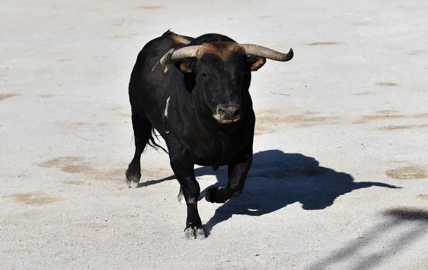 Spaanse Stier Met Grote Hoorns Spanje — Stockfoto