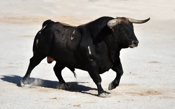 长着大角在西班牙西班牙公牛 — 图库照片