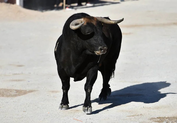 Spaanse Stier Met Grote Hoorns Spanje — Stockfoto
