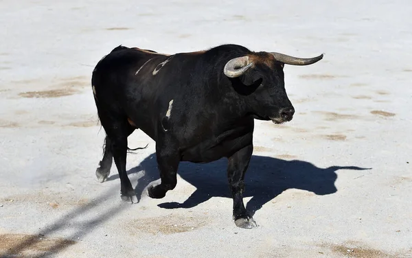 Spanska Tjuren Med Stora Horn Spanien — Stockfoto