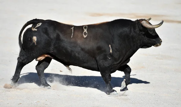 Toro Español Con Cuernos Grandes España — Foto de Stock