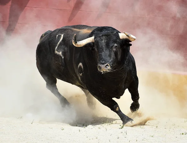 スペインの闘牛場を走る大きな角を持つ深刻な雄牛 — ストック写真