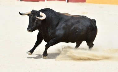 İspanya 'daki güçlü siyah boğa