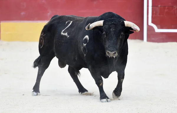 Taureau Noir Dans Arène Espagnole Espagne — Photo