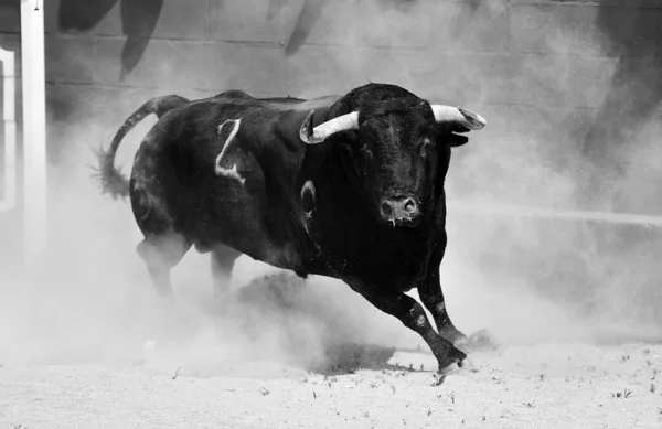Starker Schwarzer Bulle Spanien — Stockfoto